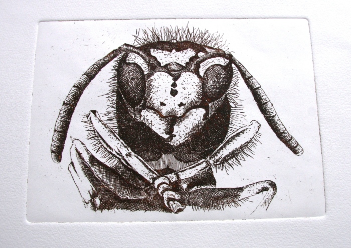 Vespa operaia - incisione 30x30 (2016)